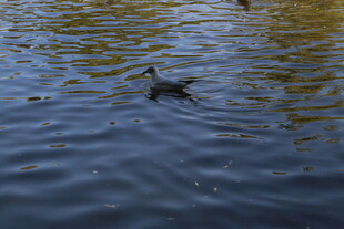 水中游弋的鸭子