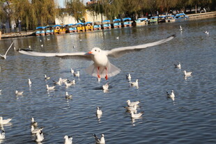 湖畔群鸥飞舞的美丽景象