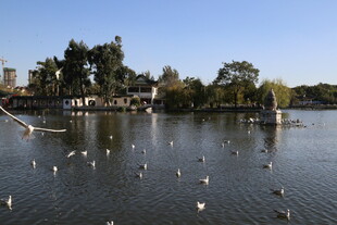 湖畔群鸟嬉戏之景