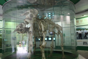 博物馆中的大型动物骨架
