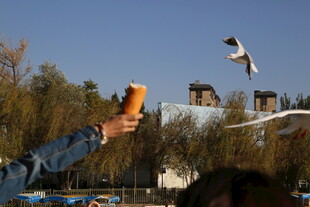 手举饮料喂飞翔海鸥