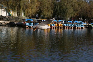 湖畔多彩船只静泊水面