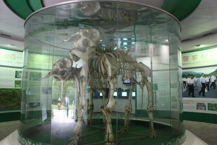 博物馆内的恐龙骨架展品