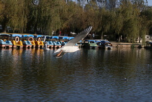 湖畔游船与飞翔的鸟儿