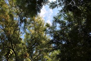 林间树梢望蓝天