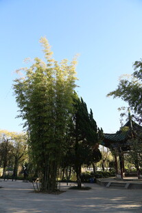 公园内挺拔茂盛的竹林景观