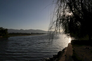 湖畔垂柳映夕阳美景