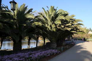 湖畔棕榈与紫花的美丽景致