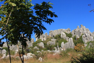 石林风光 绿树相伴