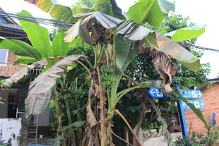 庭院中的繁茂香蕉树