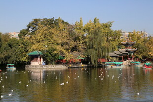 湖畔美景 白鹭嬉戏