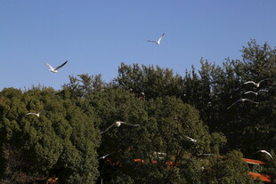 天空中飞翔的鸟儿与绿树