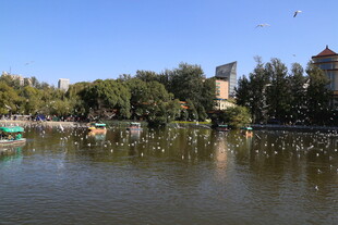 湖畔游船景 飞鸟伴绿树