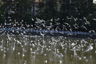湖畔群鸟纷飞景象