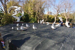 广场上人与海鸥和谐共处