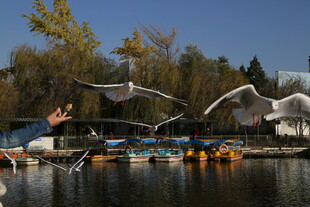 湖畔飞鸟与停泊船只景象