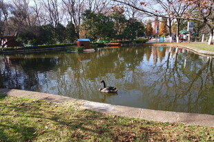 公园池塘边的悠闲黑天鹅