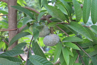 树上的释迦果及繁茂绿叶