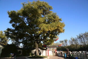 秋日大树下的宁静景象