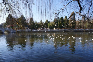 湖畔垂柳下的宁静水景