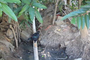 竹林中的黑色昆虫