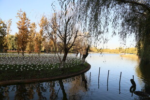 湖畔秋景 垂柳与多彩树木