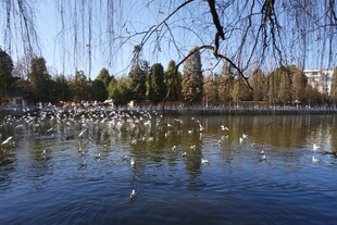 湖畔群鸟嬉戏的自然美景