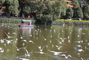 湖畔飞鸟嬉戏的美丽景象