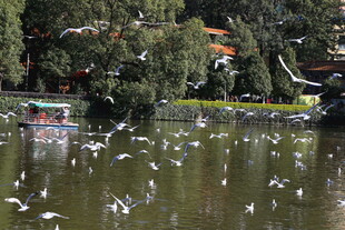 湖畔飞鸟嬉戏的自然美景