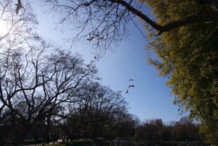 秋日公园树木与蓝天景象