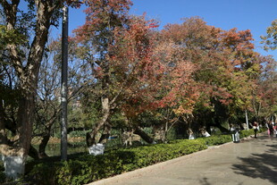 秋日林荫道景色