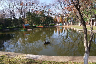 湖畔秋景 鸭子悠游