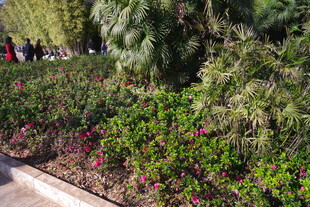 路边多彩花卉绿植景观