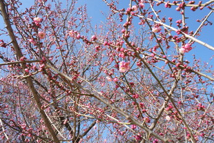 枝头繁花绽 蓝天映春色