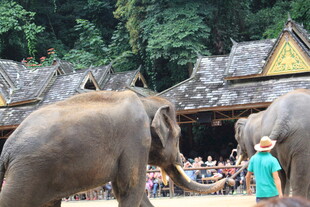 人与大象互动的欢乐场景