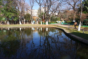 公园静谧池塘风景