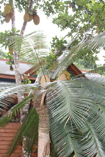 热带庭院中的棕榈树景观