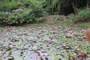 池塘中繁茂的水生植物景观