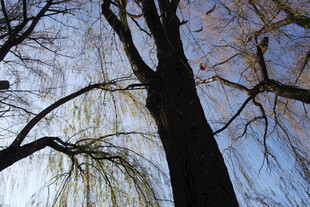 仰视下的树木与蓝天景致