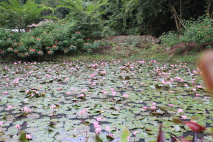 池塘中繁茂的睡莲与绿植