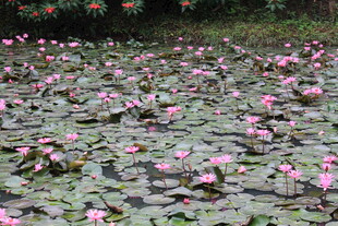 满池绽放的娇艳粉色荷花