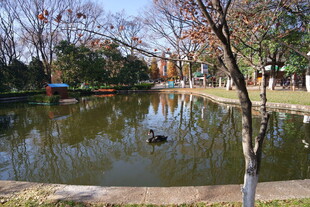 冬日公园静谧池塘景色