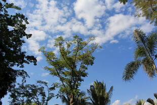 蓝天绿树间的清新景致