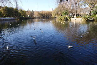 湖畔飞鸟 宁静自然景致