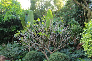 花园中姿态独特的树木