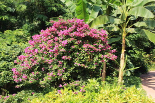 繁花盛开的绿意景致