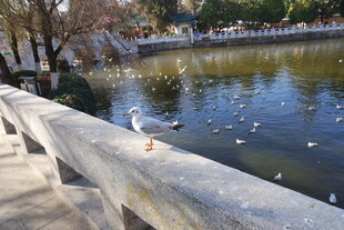湖畔栏杆上的小鸟