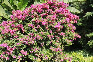 盛开的粉色三角梅