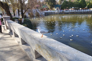 湖畔栏杆上的小鸟