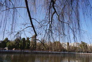 湖畔垂柳 冬日静谧景致